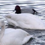 Pictures of Tundra Swan