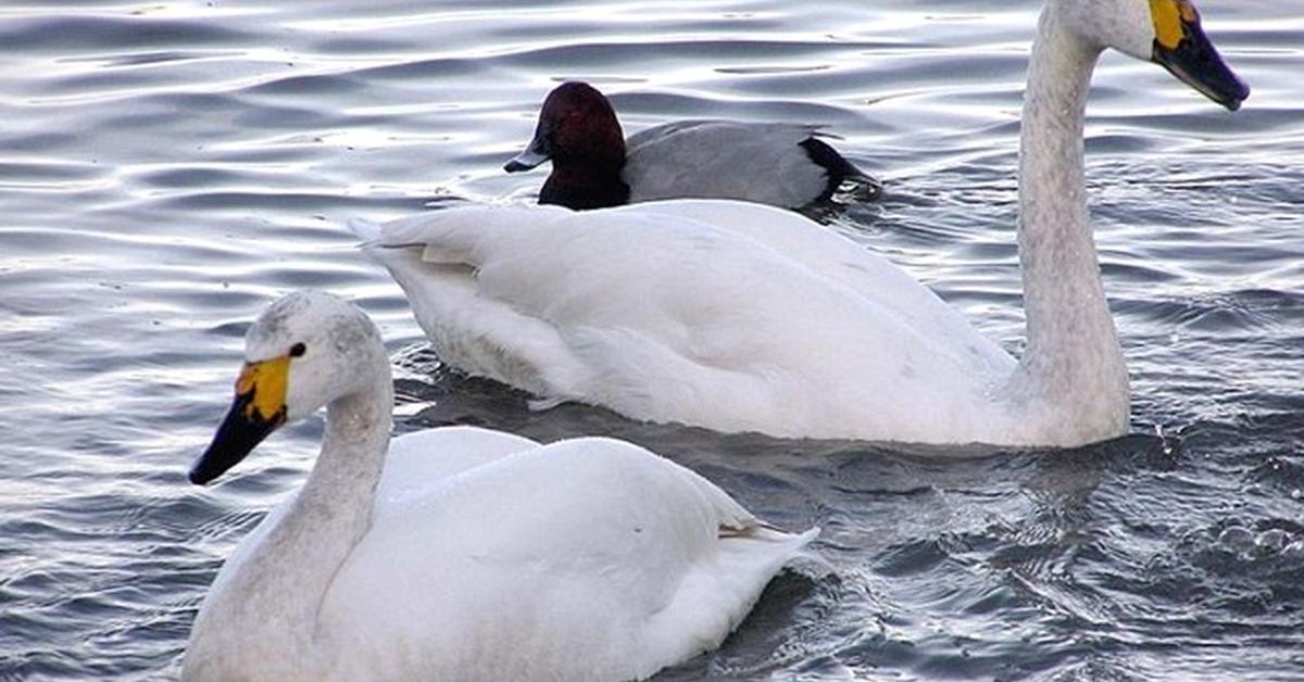 Pictures of Tundra Swan