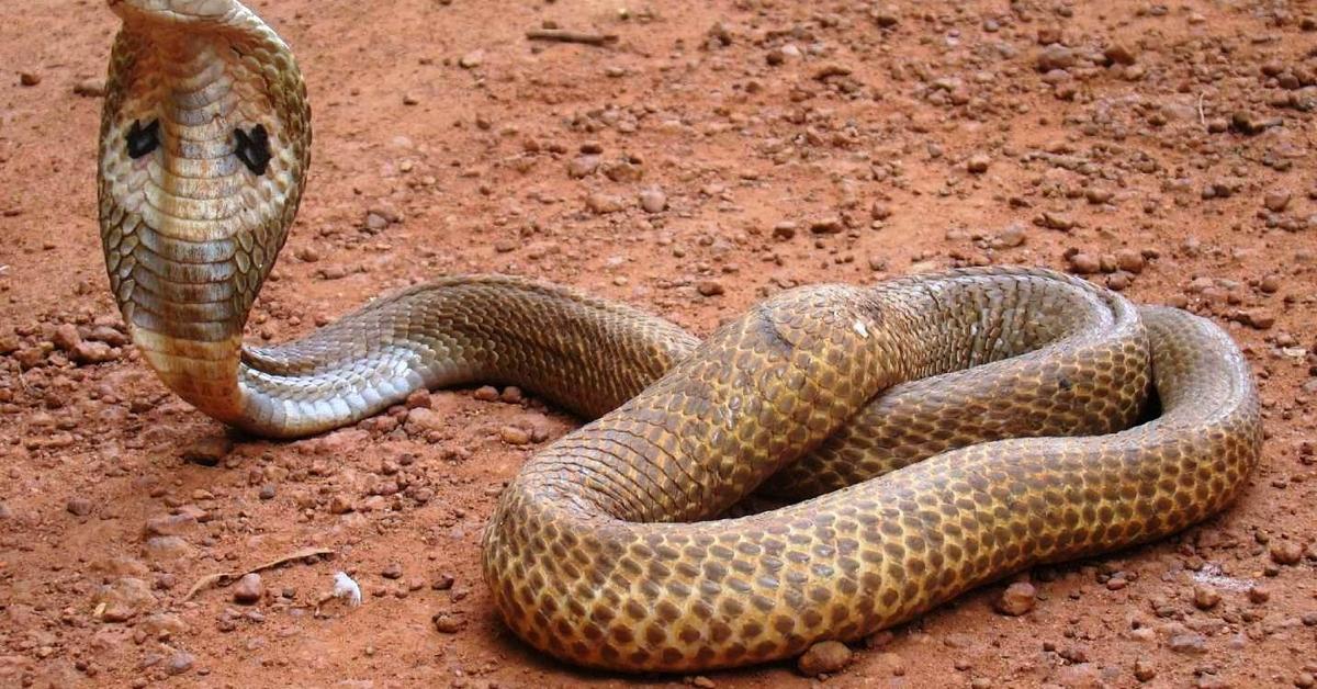 Pictures of Indian Cobra