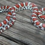 Pictures of Milk Snake