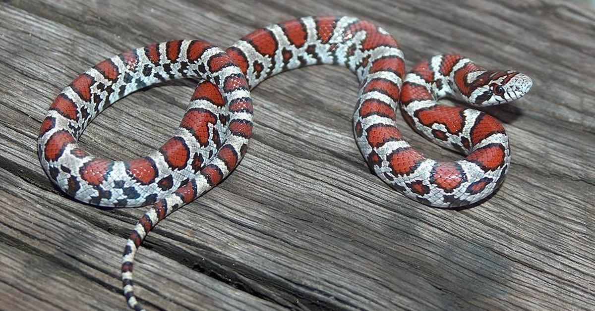 Pictures of Milk Snake