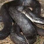 Pictures of Texas Rat Snake