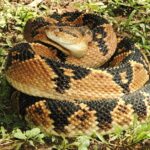 Pictures of Bushmaster Snake