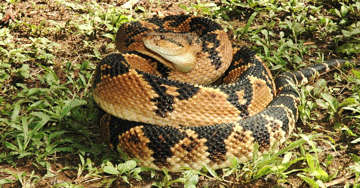 Pictures of Bushmaster Snake