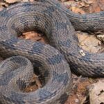 Pictures of Brown Water Snake