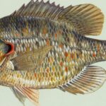 Pictures of Redear Sunfish