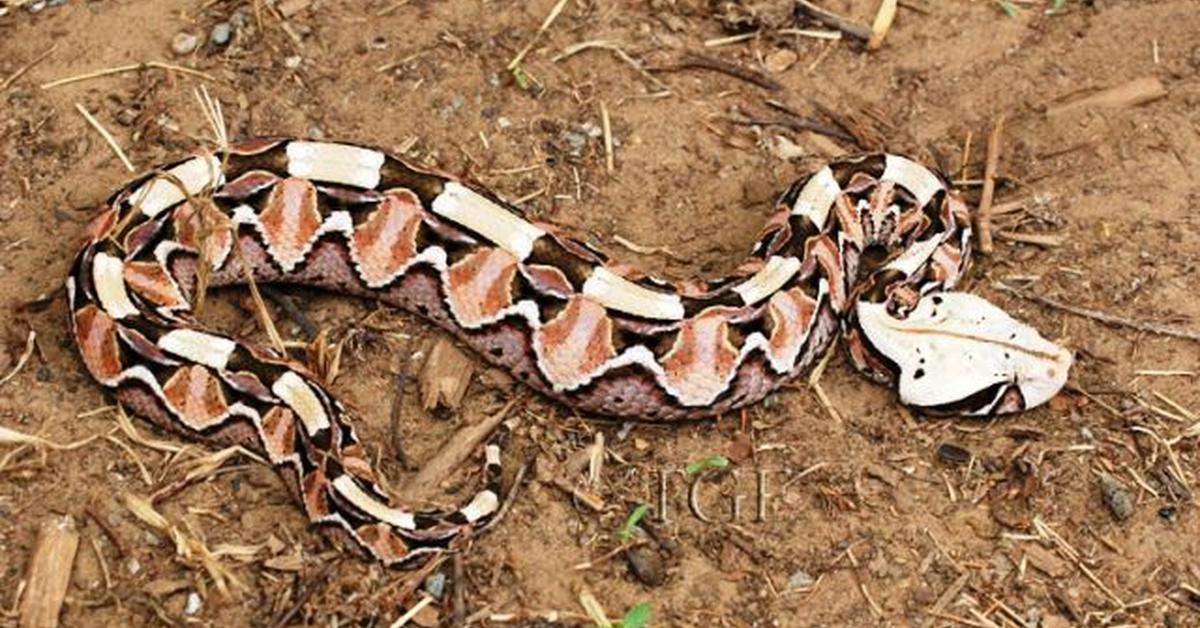 Pictures of Gaboon Viper