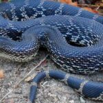 Pictures of Pine Snake