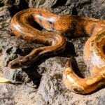 Pictures of Blood Python