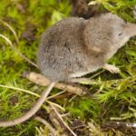 Pictures of Shrew