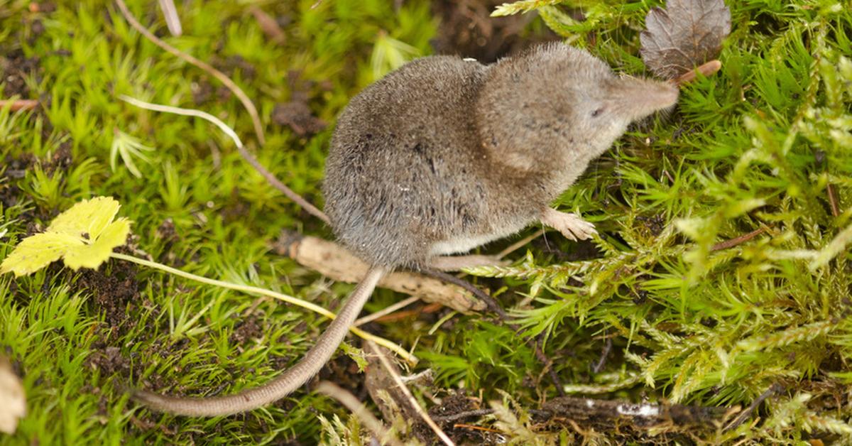 Pictures of Shrew