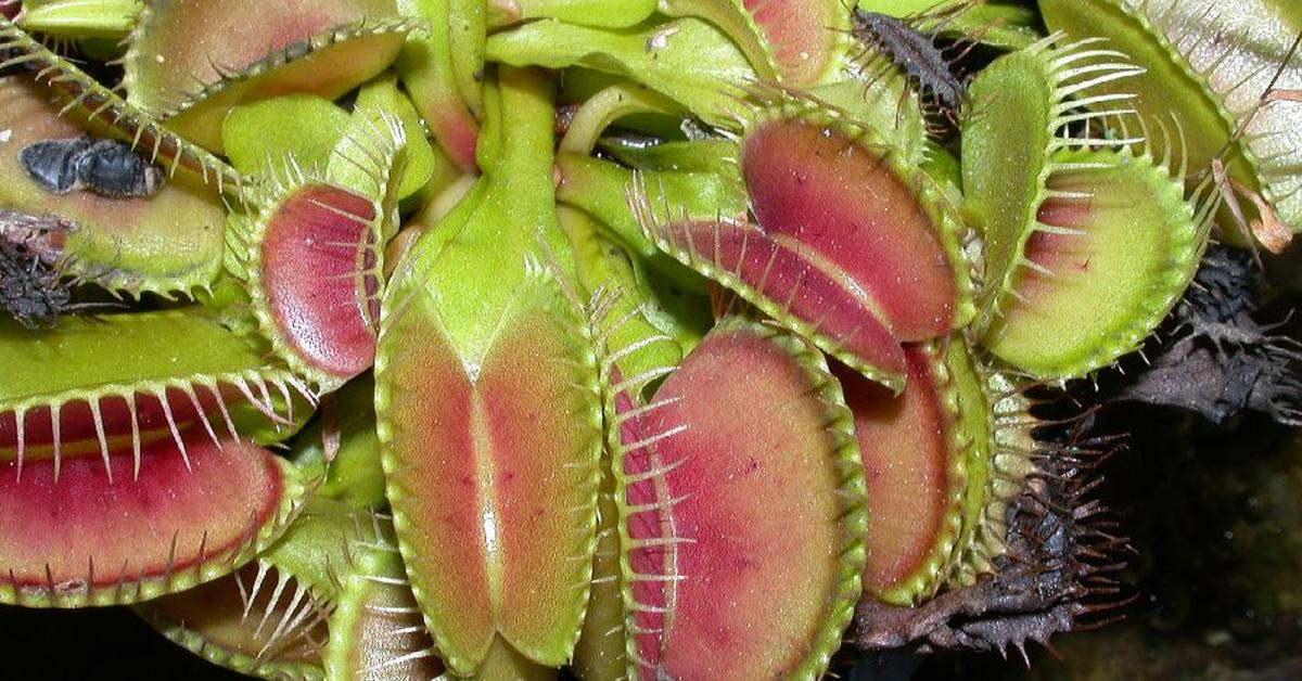 Pictures of Venus Flytrap