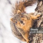 Pictures of Fox Squirrel