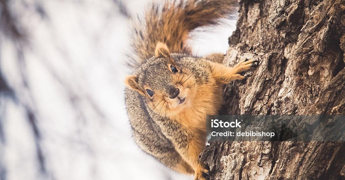 Pictures of Fox Squirrel