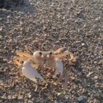 Pictures of Sand Crab