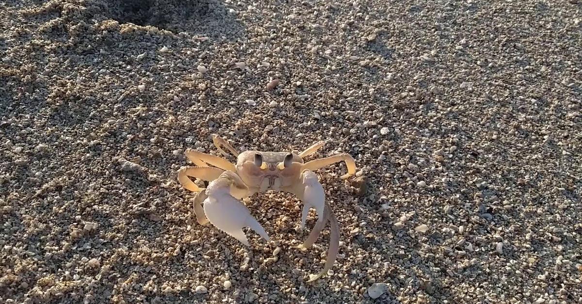 Pictures of Sand Crab