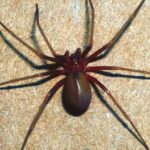 Pictures of Chilean Recluse Spider
