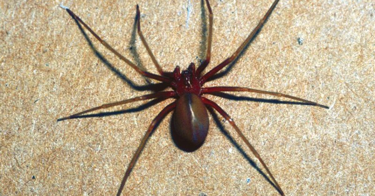 Pictures of Chilean Recluse Spider