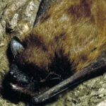 Pictures of Evening Bat