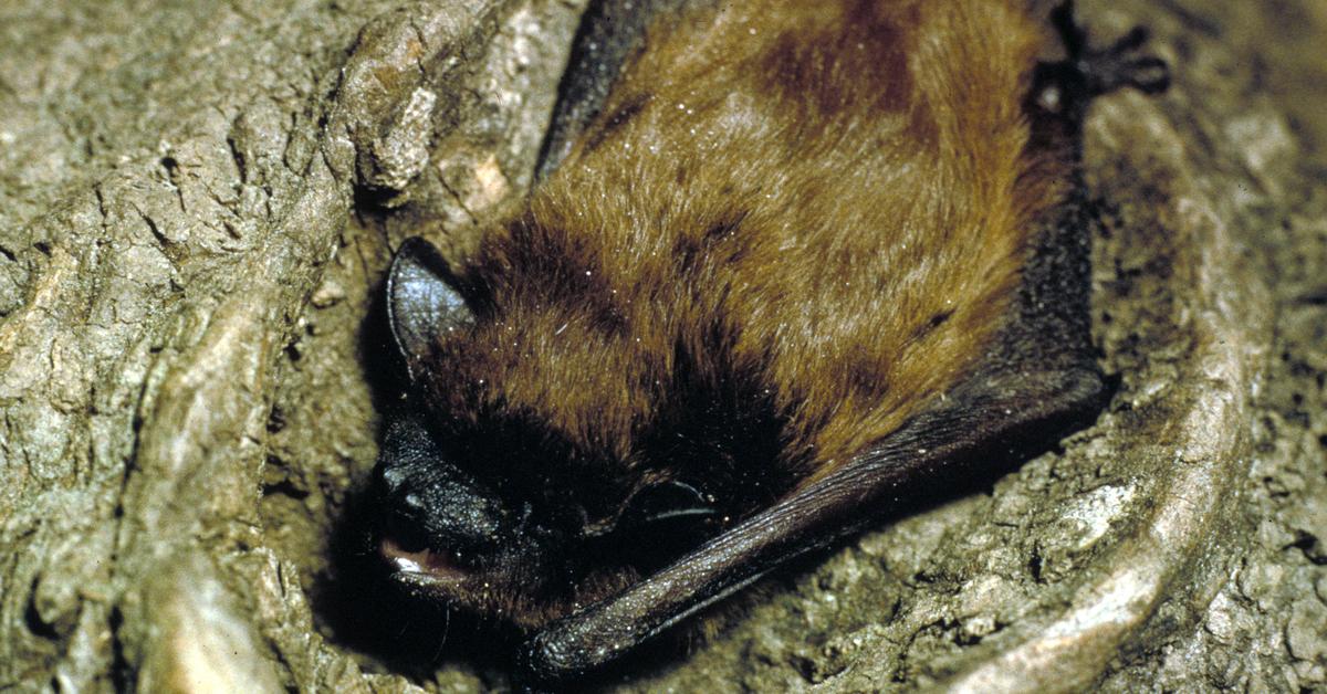 Pictures of Evening Bat