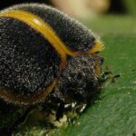 Pictures of Squash Beetle