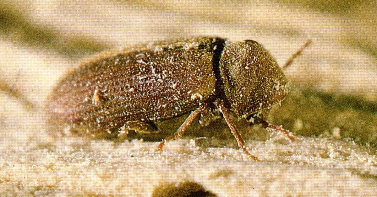 Pictures of Common Furniture Beetle