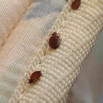 Pictures of Bed Bugs
