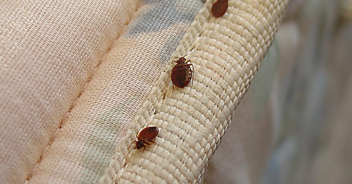 Pictures of Bed Bugs