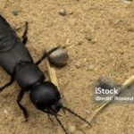 Pictures of Devils Coach Horse Beetle