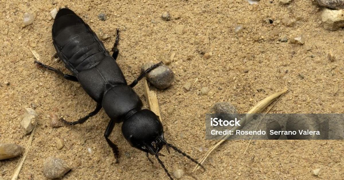 Pictures of Devils Coach Horse Beetle