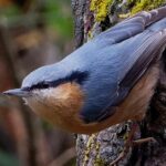 Pictures of Eurasian Nuthatch