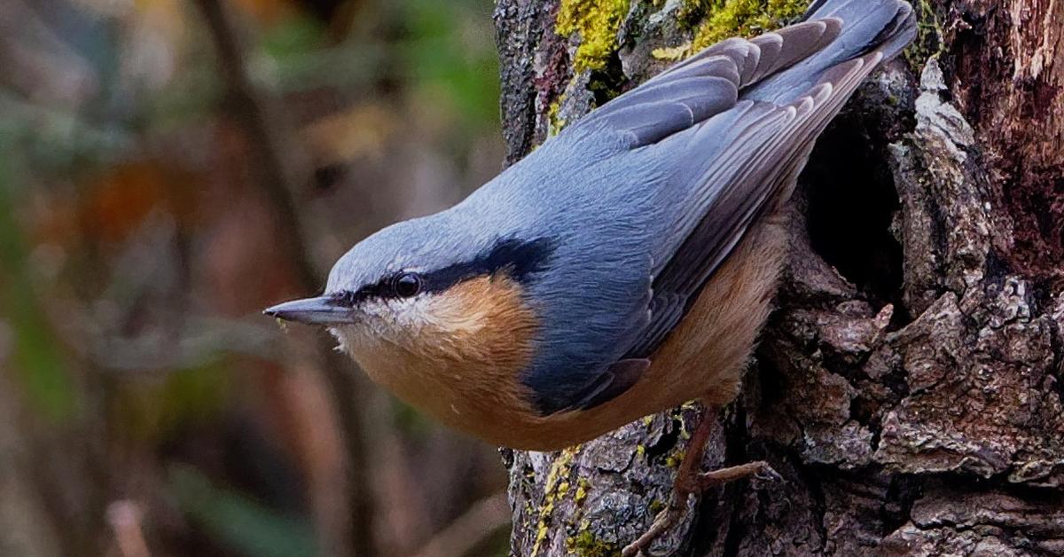 Pictures of Eurasian Nuthatch