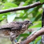 Pictures of Harris Hawk