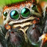 Pictures of Jumping Spider