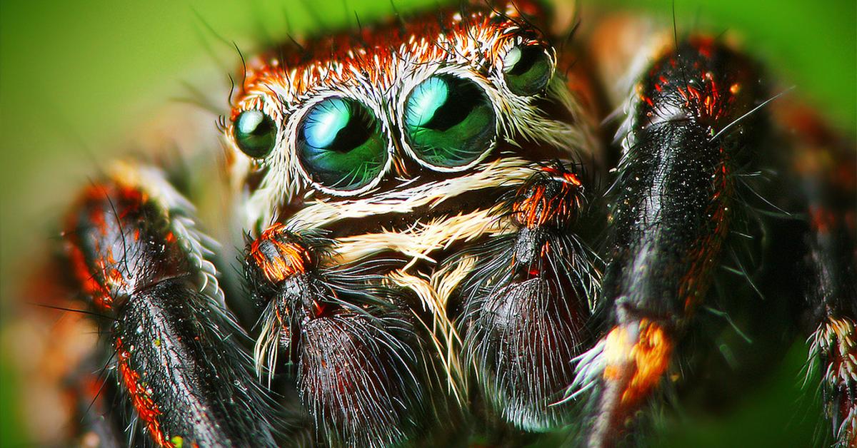 Pictures of Jumping Spider