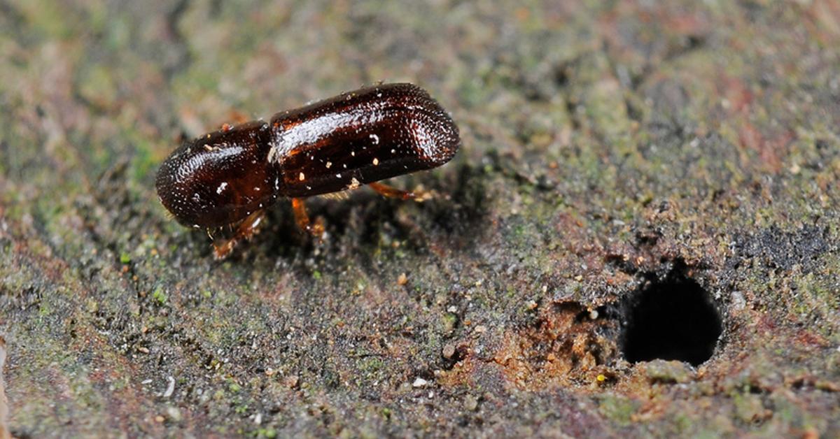 Pictures of Ambrosia Beetle