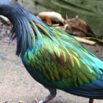 Pictures of Nicobar Pigeon