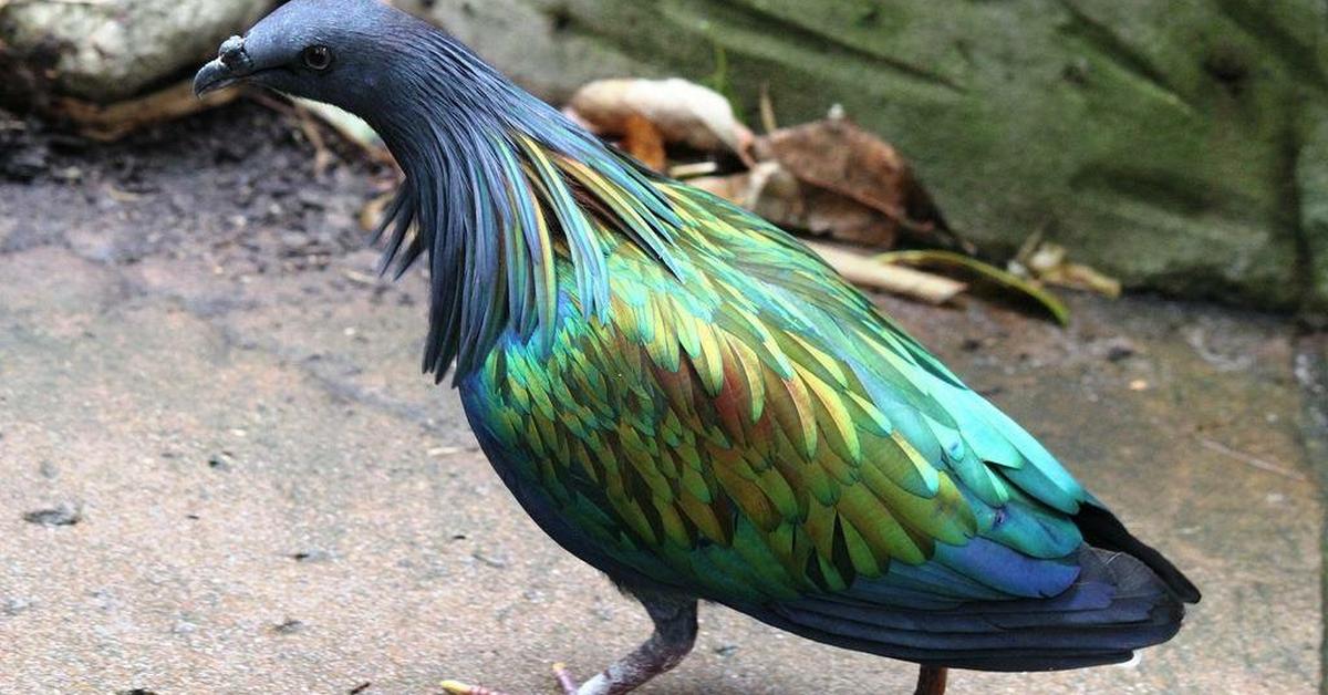 Pictures of Nicobar Pigeon