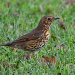 Pictures of Song Thrush