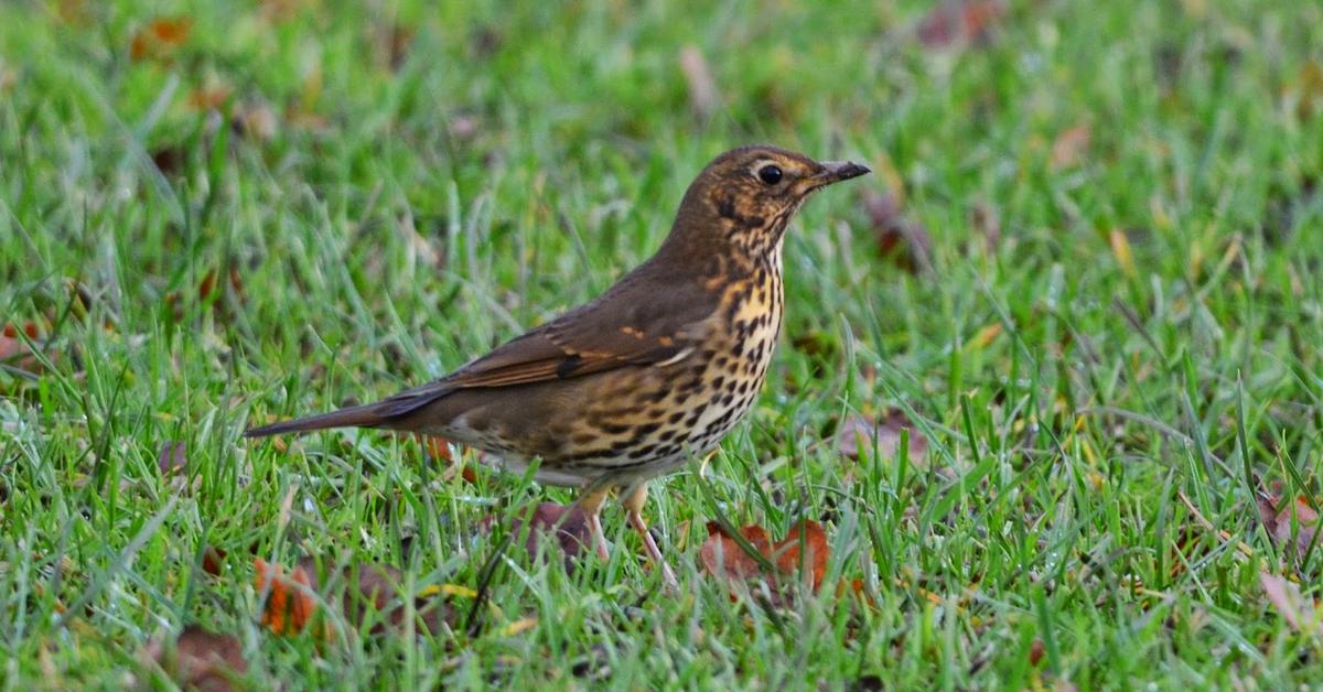 Pictures of Song Thrush