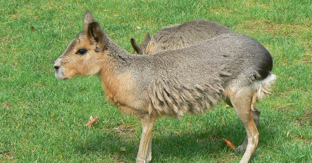 Pictures of Patagonian Cavy