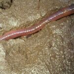 Pictures of Worm