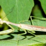 Pictures of Praying Mantis