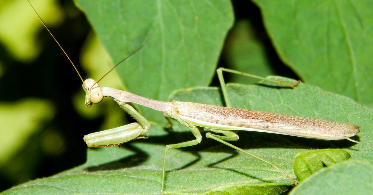 Pictures of Praying Mantis