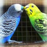 Pictures of Budgerigar