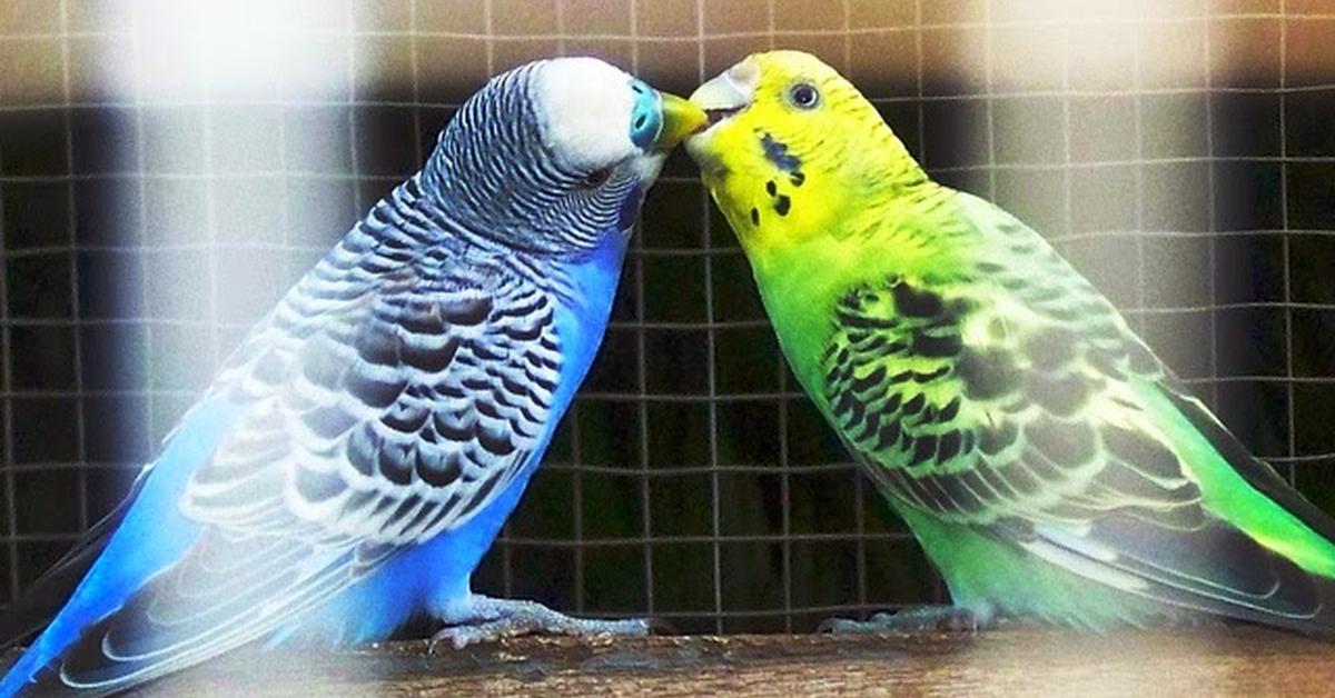 Pictures of Budgerigar