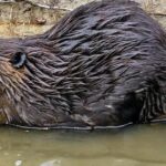 Pictures of River Otter