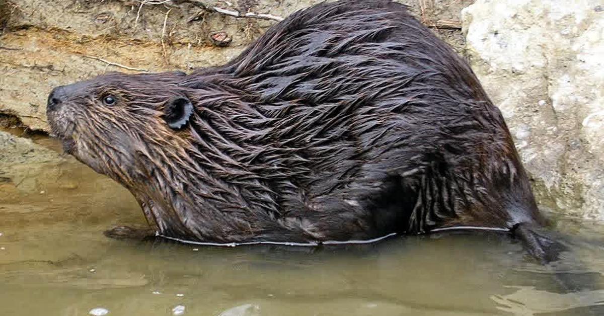 Pictures of River Otter