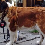 Pictures of Saint Bernard