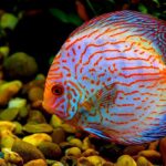 Pictures of Discus